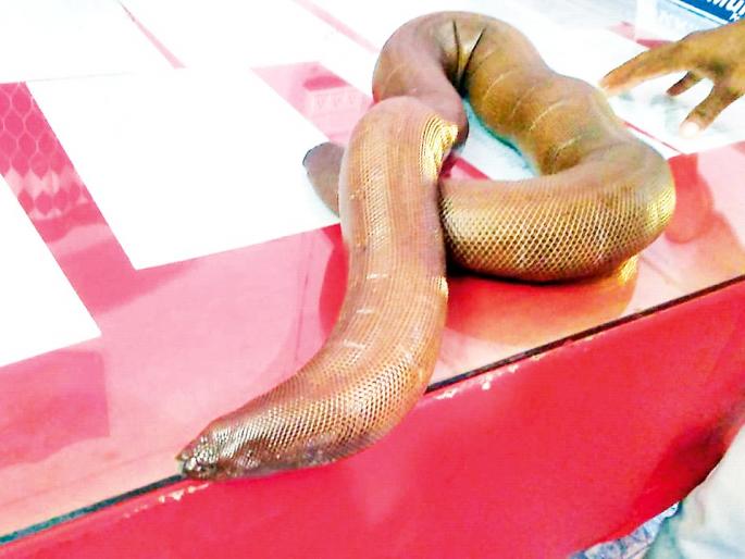 Forehead worth Rs 30 lakh seized; Filed a crime | ३० लाख रुपये किमतीचे मांडूळ जप्त; गुन्हा दाखल Forehead worth Rs 30 lakh seized; Filed a crime | ३० लाख रुपये किमतीचे मांडूळ जप्त; गुन्हा दाखल