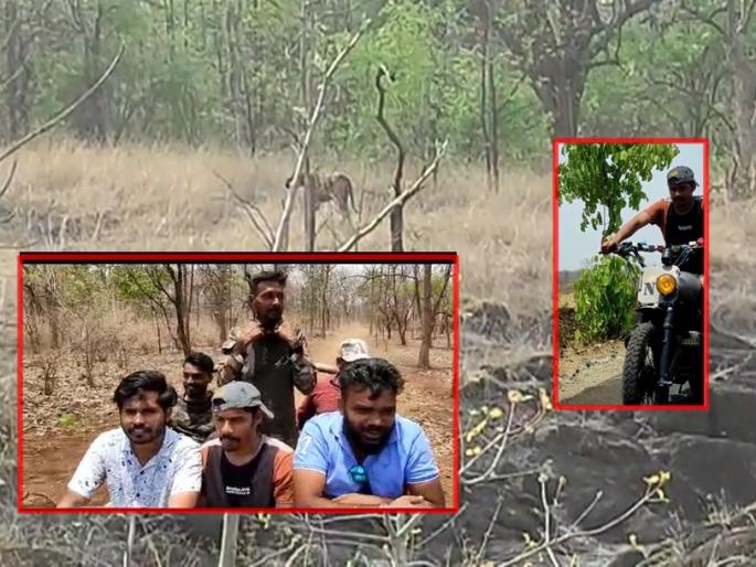 Sairat: Jungle safari ... sairat fame tanajau and arbaj khan to see 'Archie' tiger in the forest of Tipeshwar | Sairat: जंगल सफारी... 'आर्ची'ला पाहायला 'सल्ल्या अन् लंगड्या' थेट टिपेश्वरच्या जंगलात Sairat: Jungle safari ... sairat fame tanajau and arbaj khan to see 'Archie' tiger in the forest of Tipeshwar | Sairat: जंगल सफारी... 'आर्ची'ला पाहायला 'सल्ल्या अन् लंगड्या' थेट टिपेश्वरच्या जंगलात