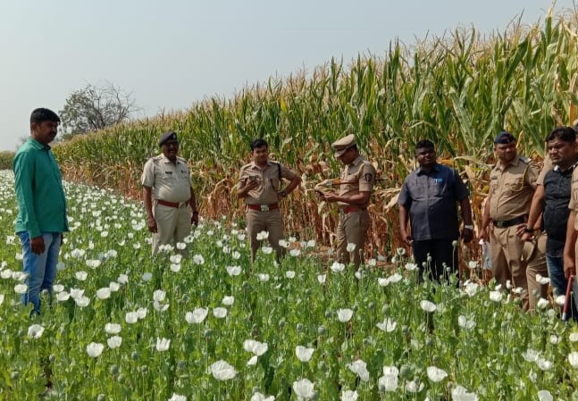 Crime news: The farmer lost his courage, police raided a 3 acre opium farm | Crime news: शेतकऱ्याला हिंमत अंगलट आली, 3 एकरावरील अफू शेतीवर पोलिसांनी धाड टाकली