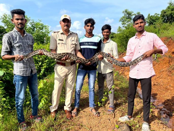 A lamb weighing six and a half kilos was swallowed by a python | ६.५ किलोच्या भेकराला अजगराने गिळले; निसर्ग मित्रांनी मुक्त वातावरणात सोडले A lamb weighing six and a half kilos was swallowed by a python | ६.५ किलोच्या भेकराला अजगराने गिळले; निसर्ग मित्रांनी मुक्त वातावरणात सोडले