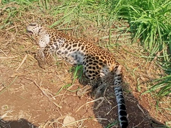 Leopards were found dead in the field, along with villagers and forest officials in Sangli | शेतात मृतावस्थेत आढळला बिबट्या, गावकऱ्यांसह वन अधिकाऱ्यांची धाव Leopards were found dead in the field, along with villagers and forest officials in Sangli | शेतात मृतावस्थेत आढळला बिबट्या, गावकऱ्यांसह वन अधिकाऱ्यांची धाव