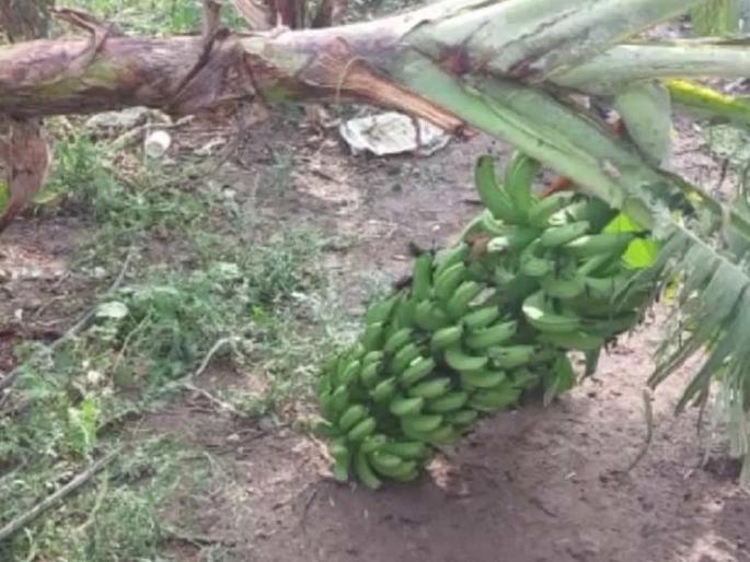 Resistance of insurance companies to pay 100% compensation | विमा कंपन्यांचा १००% भरपाई देण्यास विरोध Resistance of insurance companies to pay 100% compensation | विमा कंपन्यांचा १००% भरपाई देण्यास विरोध