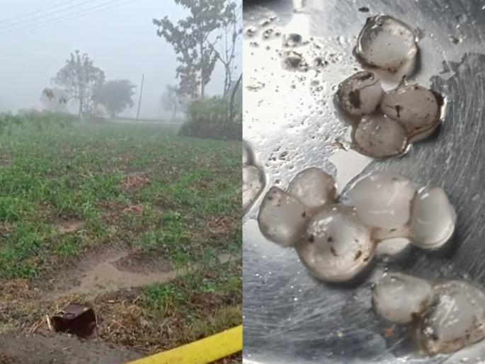 Rain with hail in Vidarbha amravti, bhandara, rabi and vegetable crops in danger | विदर्भात गारपिटीसह अवकाळी पाऊस, रब्बी अन् भाजीपाला पिके धोक्यात Rain with hail in Vidarbha amravti, bhandara, rabi and vegetable crops in danger | विदर्भात गारपिटीसह अवकाळी पाऊस, रब्बी अन् भाजीपाला पिके धोक्यात
