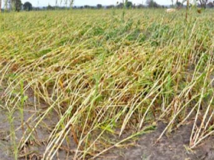 The state was hit by unseasonal rains, damage to harvested crops | राज्याला अवकाळी पावसाने झोडपले, काढणीच्या पिकांचे नुकसान The state was hit by unseasonal rains, damage to harvested crops | राज्याला अवकाळी पावसाने झोडपले, काढणीच्या पिकांचे नुकसान