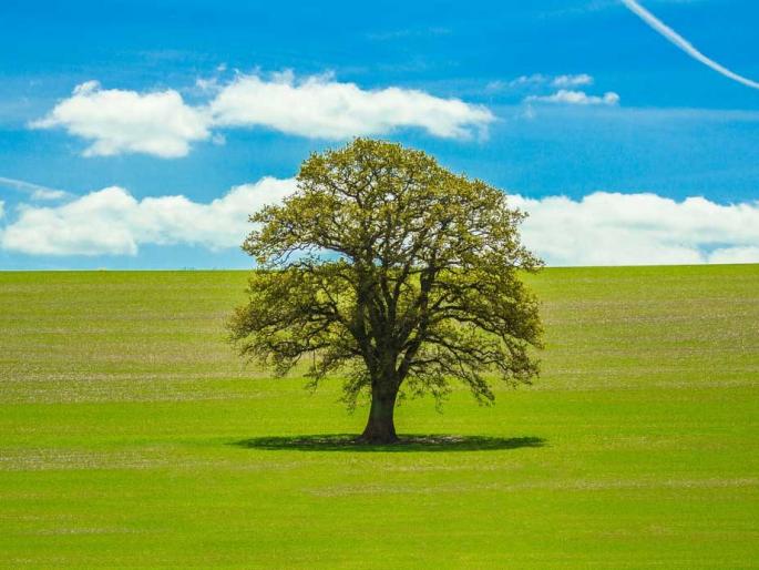 Two cases have been registered in connection with killing a tree | झाड मारल्याप्रकरणी दोन गुन्हे दाखल; ॲसिड प्रयोग केल्याची घटना Two cases have been registered in connection with killing a tree | झाड मारल्याप्रकरणी दोन गुन्हे दाखल; ॲसिड प्रयोग केल्याची घटना