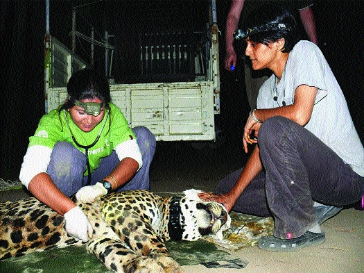 Five more leopards will have the same collar as ‘Grandpa’ | ‘आजोबा’सारखीच कॉलर आणखी पाच बिबट्यांना लागणार Five more leopards will have the same collar as ‘Grandpa’ | ‘आजोबा’सारखीच कॉलर आणखी पाच बिबट्यांना लागणार