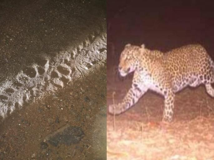 Signs of leopard habitat found in Badlapur were also seen in Anjambul village | बदलापुरात आढळलेल्या बिबट्याच्या वसद अन् जांभूळ गावातही दिसल्या खुणा Signs of leopard habitat found in Badlapur were also seen in Anjambul village | बदलापुरात आढळलेल्या बिबट्याच्या वसद अन् जांभूळ गावातही दिसल्या खुणा