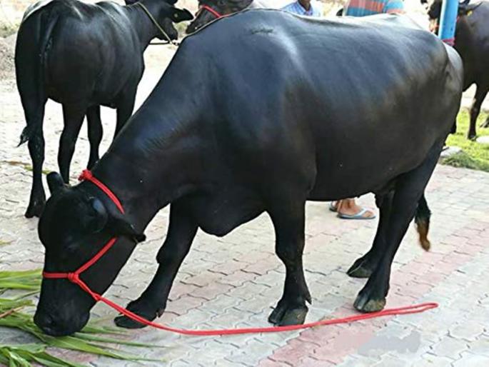 Buying buffalo online has become expensive | ऑनलाइन म्हशी खरेदी करणे पडले महागात Buying buffalo online has become expensive | ऑनलाइन म्हशी खरेदी करणे पडले महागात