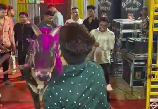 Dance at 'Baila' Turmeric Ceremony in kalyan in front of corona lockdown | नाच रे 'बैला' हळदी समारंभात, संचारबंदीतही डिजे लावून पैशांची उधळण Dance at 'Baila' Turmeric Ceremony in kalyan in front of corona lockdown | नाच रे 'बैला' हळदी समारंभात, संचारबंदीतही डिजे लावून पैशांची उधळण
