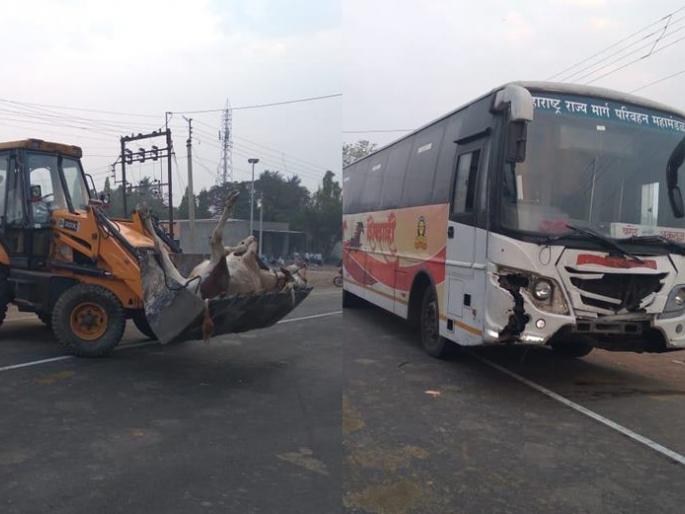 Shivshahi bus hits bullock cart, two bullocks die on the spot in baramati | शिवशाही बसची बैलगाडीला धडक, दोन बैलांचा जागीच मृत्यू Shivshahi bus hits bullock cart, two bullocks die on the spot in baramati | शिवशाही बसची बैलगाडीला धडक, दोन बैलांचा जागीच मृत्यू