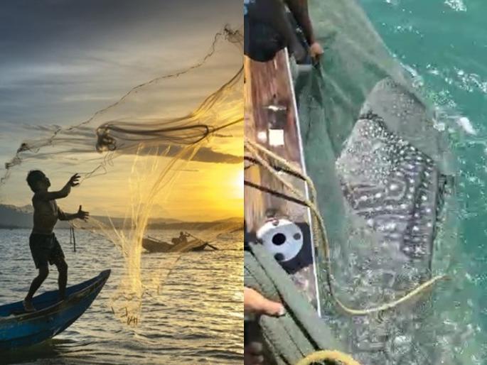 Daryadil ... The boat owner released the 'Devmasa' weighing 1500 kg trapped in the vasai | दर्यादील... बोटमालकाने जाळ्यात अडकलेला 1500 किलो वजनाचा 'देवमासा' सोडून दिला 