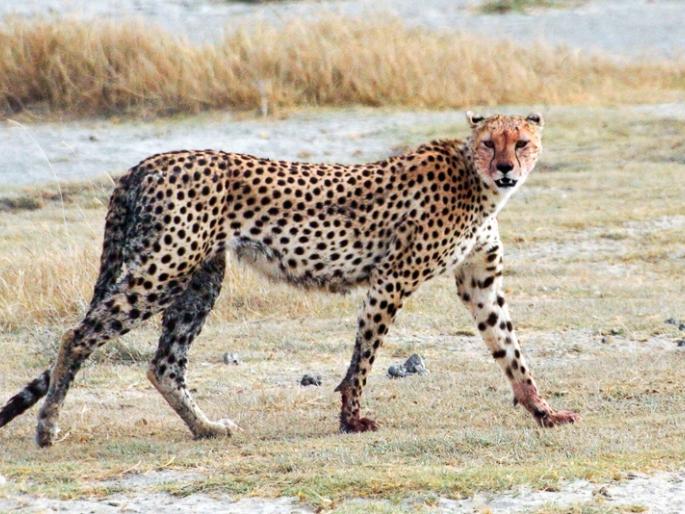 Cheetah is coming to India, will he stay here? | चित्ता भारतात येतो आहे, तो इथे रमेल का? Cheetah is coming to India, will he stay here? | चित्ता भारतात येतो आहे, तो इथे रमेल का?