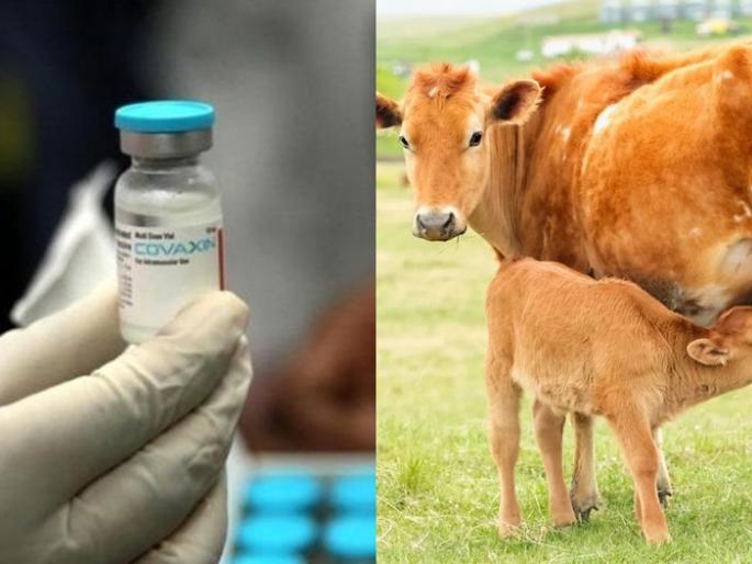 Killing cow heirs to make covacin? Congress leader gaurav pandhi shared RTI on twitter | कोव्हॅक्सीन बनविण्यासाठी गाईच्या वासरांची हत्या? काँग्रेस नेत्यानं शेअर केला RTI Killing cow heirs to make covacin? Congress leader gaurav pandhi shared RTI on twitter | कोव्हॅक्सीन बनविण्यासाठी गाईच्या वासरांची हत्या? काँग्रेस नेत्यानं शेअर केला RTI
