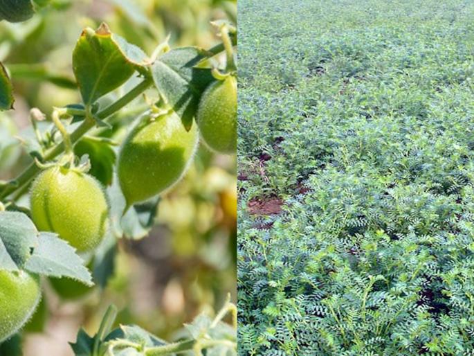 Baliraja did it, 310 quintals gram on rain water alone in akkalkot solapur | ढाळा ओ... बळीराजानं करुन दाखवलं, केवळ पावसाच्या पाण्यावर ३१० क्विंटल हरभरा Baliraja did it, 310 quintals gram on rain water alone in akkalkot solapur | ढाळा ओ... बळीराजानं करुन दाखवलं, केवळ पावसाच्या पाण्यावर ३१० क्विंटल हरभरा