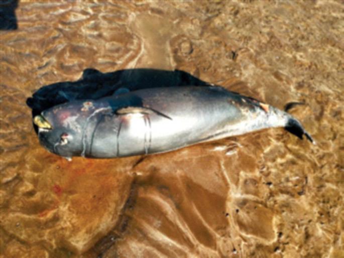 3 feet dolphin found on the beach of Murud! | मुरूडच्या समुद्रकिनारी आढळला ३ फुटी डॉल्फिन !
