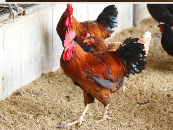 Khandeshi Chicken 'Pak Pak Pakak Pak' in Sainagari in jalgaon | सातपुडा देशी नं १... साईनगरीत खान्देशी कोंबडीची ‘पक पक पकाक पक’ Khandeshi Chicken 'Pak Pak Pakak Pak' in Sainagari in jalgaon | सातपुडा देशी नं १... साईनगरीत खान्देशी कोंबडीची ‘पक पक पकाक पक’