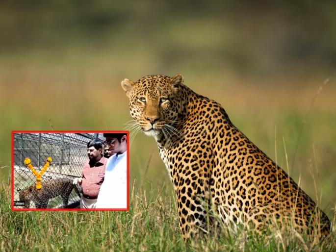 Ramdas Athawale: Ramdas Athawale Adopts Leopard from Mumbai, Named 'Rhythm Heavy' | Ramdas Athawale: नादच खुळा... रामदास आठवलेंनी दत्तक घेतला बिबट्या, 'लय भारी' नावही ठेवलं Ramdas Athawale: Ramdas Athawale Adopts Leopard from Mumbai, Named 'Rhythm Heavy' | Ramdas Athawale: नादच खुळा... रामदास आठवलेंनी दत्तक घेतला बिबट्या, 'लय भारी' नावही ठेवलं