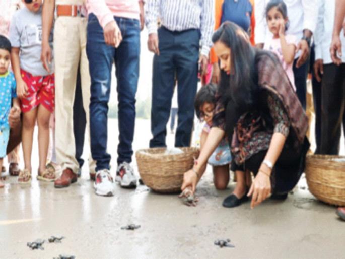 Diveagar became a tourist destination, the village of turtles, the visit of the Guardian Minister | दिवेआगर पर्यटनस्थळ बनले कासवांचे गाव, पालकमंत्र्यांची भेट Diveagar became a tourist destination, the village of turtles, the visit of the Guardian Minister | दिवेआगर पर्यटनस्थळ बनले कासवांचे गाव, पालकमंत्र्यांची भेट
