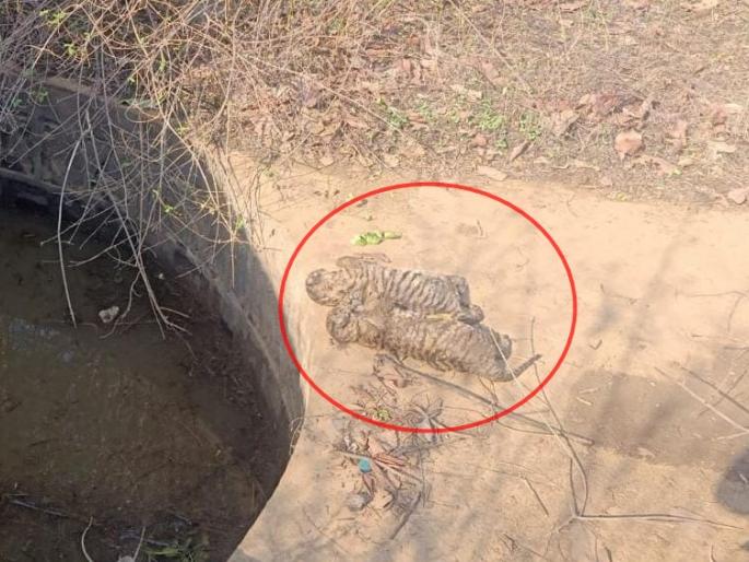 Two tiger calves were found dead, forest officials said in bhandara | वाघाचे दोन बछडे मृतावस्थेत आढळले, वन परिक्षेत्र अधिकारीही हळहळले