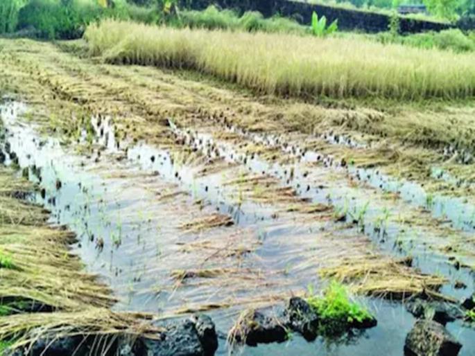 Hail damage, notify within 72 hours for insurance refund | गारपीटने नुकसान झालंय; विमा परताव्यासाठी ७२ तासांच्या आत पूर्वसूचना करा Hail damage, notify within 72 hours for insurance refund | गारपीटने नुकसान झालंय; विमा परताव्यासाठी ७२ तासांच्या आत पूर्वसूचना करा