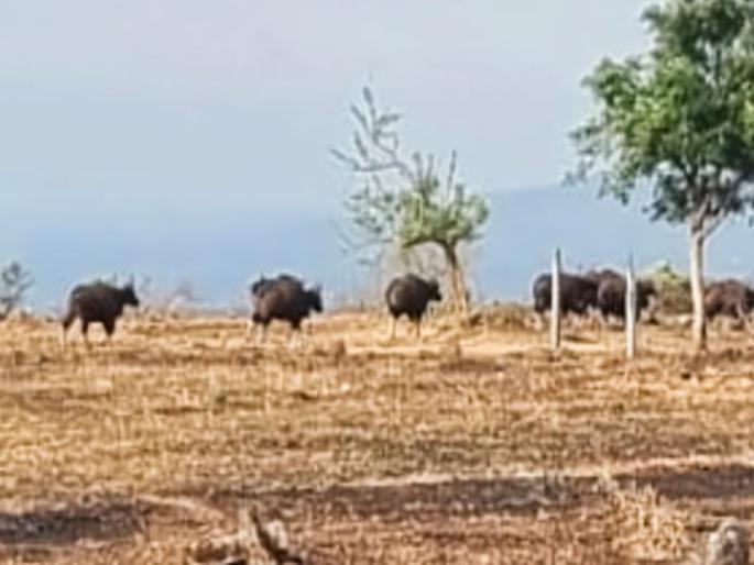 Herd of 14 cows in Sadale Madale, huge loss of agriculture | सादळे मादळे शिवारात शिरला १४ गव्यांचा कळप, शेतीचे मोठे नुकसान Herd of 14 cows in Sadale Madale, huge loss of agriculture | सादळे मादळे शिवारात शिरला १४ गव्यांचा कळप, शेतीचे मोठे नुकसान