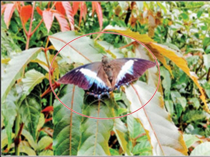 A rare sighting of the rare butterfly 'Blue Nawab' in pune | ‘ब्लू नवाब’ या दुर्मीळ फुलपाखराचे सह्याद्रीत दर्शन A rare sighting of the rare butterfly 'Blue Nawab' in pune | ‘ब्लू नवाब’ या दुर्मीळ फुलपाखराचे सह्याद्रीत दर्शन