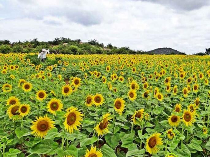 Sunflower farming is turning out to be a boon to farmers, Baliraja's experiment in Palghar | सूर्यफूल शेती ठरतेय शेतकऱ्यांना वरदान, पालघरमध्ये बळीराजाचा प्रयोग Sunflower farming is turning out to be a boon to farmers, Baliraja's experiment in Palghar | सूर्यफूल शेती ठरतेय शेतकऱ्यांना वरदान, पालघरमध्ये बळीराजाचा प्रयोग