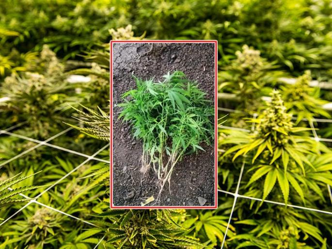 Cultivation of cannabis in Ambikapur Shetshiwar, 10 plants seized by police in akola | अंबिकापूर शेतशिवारात चक्क गांजाची शेती, पोलिसांकडून १० झाडे जप्त Cultivation of cannabis in Ambikapur Shetshiwar, 10 plants seized by police in akola | अंबिकापूर शेतशिवारात चक्क गांजाची शेती, पोलिसांकडून १० झाडे जप्त
