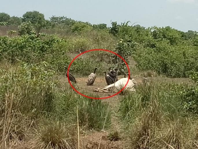 Rare vulture sightings, existence in shadow taluka in chandrapur | दूर्मिळ होत चाललेल्या गिधाडाचे दर्शन, सावली तालुक्यात दिसले 4 पक्षी Rare vulture sightings, existence in shadow taluka in chandrapur | दूर्मिळ होत चाललेल्या गिधाडाचे दर्शन, सावली तालुक्यात दिसले 4 पक्षी