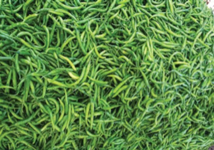 Chili growers in Dahanu lose billions, farmers are helpless | डहाणूतील मिरची उत्पादकांचे होतेय कोट्यवधींचे नुकसान, शेतकरी हतबल Chili growers in Dahanu lose billions, farmers are helpless | डहाणूतील मिरची उत्पादकांचे होतेय कोट्यवधींचे नुकसान, शेतकरी हतबल