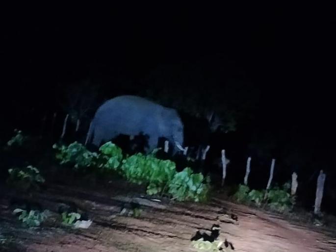 The roar of the wild elephant broke the door of the godown in Jaravandi | जिल्ह्यात रानटी हत्तीचा धुडगूस, जारावंडीत गोदामाचा दरवाजा तोडला The roar of the wild elephant broke the door of the godown in Jaravandi | जिल्ह्यात रानटी हत्तीचा धुडगूस, जारावंडीत गोदामाचा दरवाजा तोडला