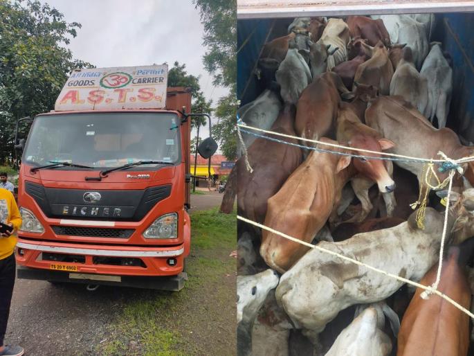 Life support for more than 30 cattle being transported for slaughter in akola | कत्तलीसाठी नेण्यात येत असलेल्या ३० पेक्षा अधिक गुरांना जीवनदान Life support for more than 30 cattle being transported for slaughter in akola | कत्तलीसाठी नेण्यात येत असलेल्या ३० पेक्षा अधिक गुरांना जीवनदान