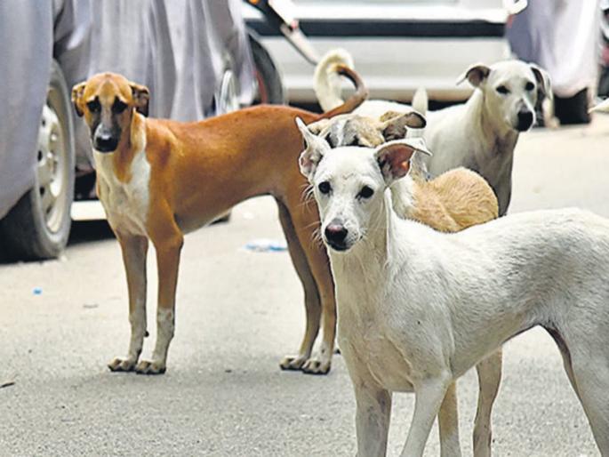 Fifteen people were attacked by dogs during Dasakriya ritual | दशक्रियाविधीत कुत्र्यांचा पंधरा जणांवर हल्ला Fifteen people were attacked by dogs during Dasakriya ritual | दशक्रियाविधीत कुत्र्यांचा पंधरा जणांवर हल्ला