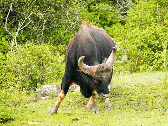 Gave returned again, the patrol team was seen in the amusement park in kolhapur | गवे पुन्हा परतले, गस्तीवरील पथकाला रमणमळ्यात घडलं दर्शन Gave returned again, the patrol team was seen in the amusement park in kolhapur | गवे पुन्हा परतले, गस्तीवरील पथकाला रमणमळ्यात घडलं दर्शन