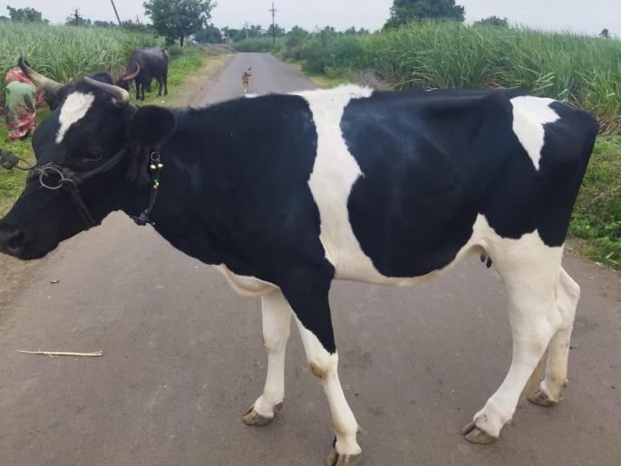 Lumpy reared his head again, 40 cows affected in Mangalvedha | लंपीने पुन्हा डोकं वर काढले, मंगळवेढ्यात ४० गायी बाधित Lumpy reared his head again, 40 cows affected in Mangalvedha | लंपीने पुन्हा डोकं वर काढले, मंगळवेढ्यात ४० गायी बाधित