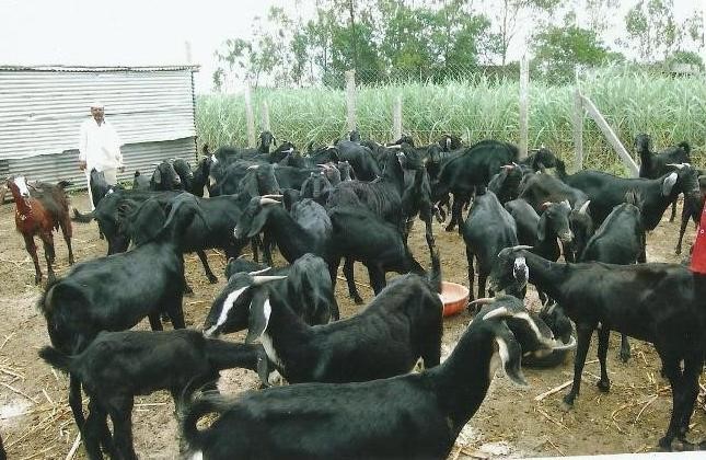 32 hard-working goats die of electric shock in osmanabad | कष्टाने पाळलेल्या ३२ शेळ्यांचा विजेच्या धक्क्याने तडफडून मृत्यू