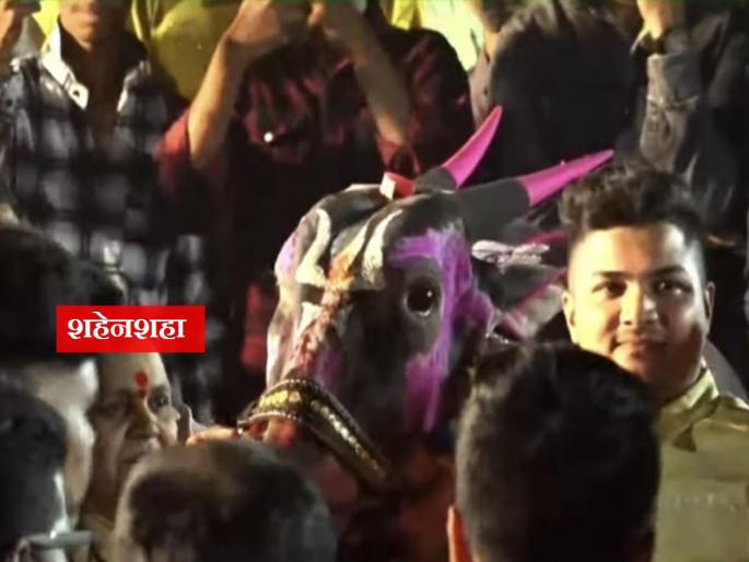 It is the birthday of the emperor, the joy of the whole village; Bull's birthday with fanfare in dombivali | बर्थ डे आहे शहेनशहाचा, जल्लोष साऱ्या गावाचा; बैलाचा वाढदिवस धूमधडाक्यात It is the birthday of the emperor, the joy of the whole village; Bull's birthday with fanfare in dombivali | बर्थ डे आहे शहेनशहाचा, जल्लोष साऱ्या गावाचा; बैलाचा वाढदिवस धूमधडाक्यात