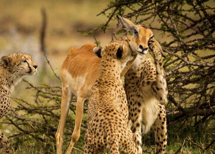 Deer will eat grass, cheetah will eat deer, grass men wrote storyline | वाचनीय लेख - गवत हरीण खाईल, हरणाला चित्ता खाईल! Deer will eat grass, cheetah will eat deer, grass men wrote storyline | वाचनीय लेख - गवत हरीण खाईल, हरणाला चित्ता खाईल!