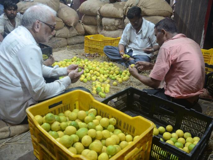 Lemon extract for acute inflammation, Rs 8 per lemon; Inflows increased from Andhra Pradesh | तीव्र उखाड्यावर लिंबूचा उतारा, एक लिंबू ८ रुपयांना; आंध्रप्रदेशमधून आवक वाढली Lemon extract for acute inflammation, Rs 8 per lemon; Inflows increased from Andhra Pradesh | तीव्र उखाड्यावर लिंबूचा उतारा, एक लिंबू ८ रुपयांना; आंध्रप्रदेशमधून आवक वाढली