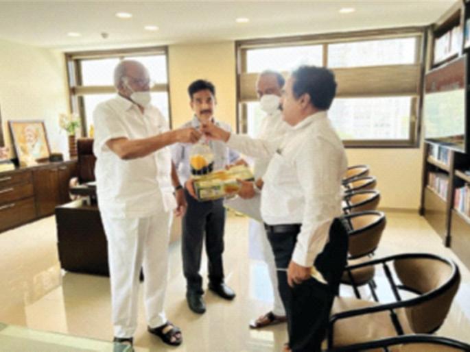 Shivneri Hapus needs geographical designation | शिवनेरी हापूसला हवे भौगोलिक मानांकन Shivneri Hapus needs geographical designation | शिवनेरी हापूसला हवे भौगोलिक मानांकन