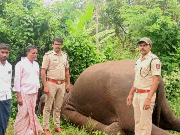 A wild elephant died due to electrocution, a case was registered against the farmer in mysore | विद्युत तारेचा करंट बसल्याने जंगली हत्तीचा मृत्यू; शेतकऱ्यावर गुन्हा दाखल A wild elephant died due to electrocution, a case was registered against the farmer in mysore | विद्युत तारेचा करंट बसल्याने जंगली हत्तीचा मृत्यू; शेतकऱ्यावर गुन्हा दाखल