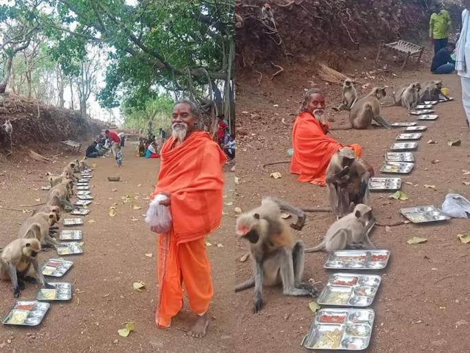 On the occasion of Hanuman's birthday, Vanarasena gathered to take advantage of the Mahaprasad in akola | आश्चर्यच... हनुमान जंयतीला अशीही पंगत, महाप्रसादाचा लाभ घेण्यास जमली 'वानरसेना' On the occasion of Hanuman's birthday, Vanarasena gathered to take advantage of the Mahaprasad in akola | आश्चर्यच... हनुमान जंयतीला अशीही पंगत, महाप्रसादाचा लाभ घेण्यास जमली 'वानरसेना'