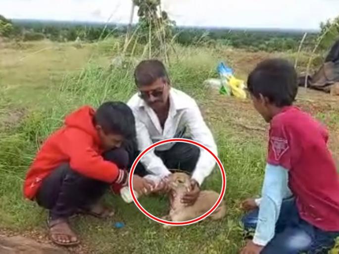 The baby deer found in the well in jalgaon was half-dead; Nature lovers took a run | विहिरीत आढळलं हरणाचं पिल्लू, अर्धमेल्या अवस्थेतच होतं; निसर्गप्रेमींनी घेतली धाव The baby deer found in the well in jalgaon was half-dead; Nature lovers took a run | विहिरीत आढळलं हरणाचं पिल्लू, अर्धमेल्या अवस्थेतच होतं; निसर्गप्रेमींनी घेतली धाव