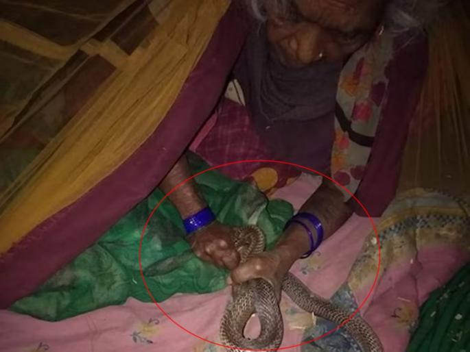 Grandmother bet for grandchild; Caught a cobra with both hands in the house in jaunpur | नातीसाठी आजीने लावली जिवाची बाजी; धाडसाने दोन्ही हातांनी पकडला कोब्रा Grandmother bet for grandchild; Caught a cobra with both hands in the house in jaunpur | नातीसाठी आजीने लावली जिवाची बाजी; धाडसाने दोन्ही हातांनी पकडला कोब्रा