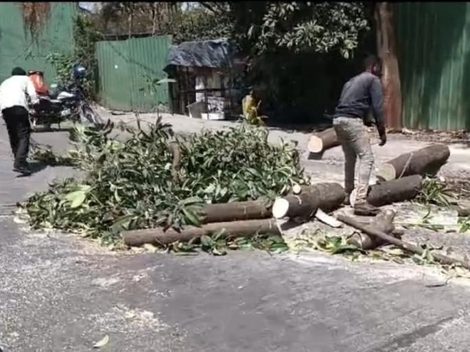 Slaughter of trees saved during road widening in MIDC in nerul | MIDC मधील रस्ता रूंदीकरणादरम्यान वाचविलेल्या वृक्षांची कत्तल Slaughter of trees saved during road widening in MIDC in nerul | MIDC मधील रस्ता रूंदीकरणादरम्यान वाचविलेल्या वृक्षांची कत्तल