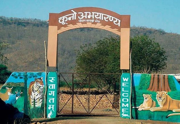 This led to the selection of Kuno Palpur as a cheetah sanctuary | त्यामुळेच कुनो पालपूरची चित्ता अभयारण्यासाठी निवड