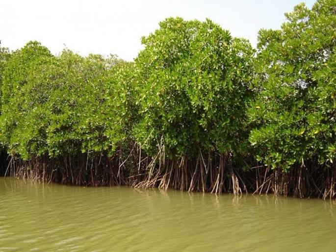 3043 mangroves to be slaughtered, JNPT-Dadri double rail line | ३०४३ खारफुटींची होणार कत्तल, जेएनपीटी-दादरी दुपदरी रेल्वे मार्ग 3043 mangroves to be slaughtered, JNPT-Dadri double rail line | ३०४३ खारफुटींची होणार कत्तल, जेएनपीटी-दादरी दुपदरी रेल्वे मार्ग