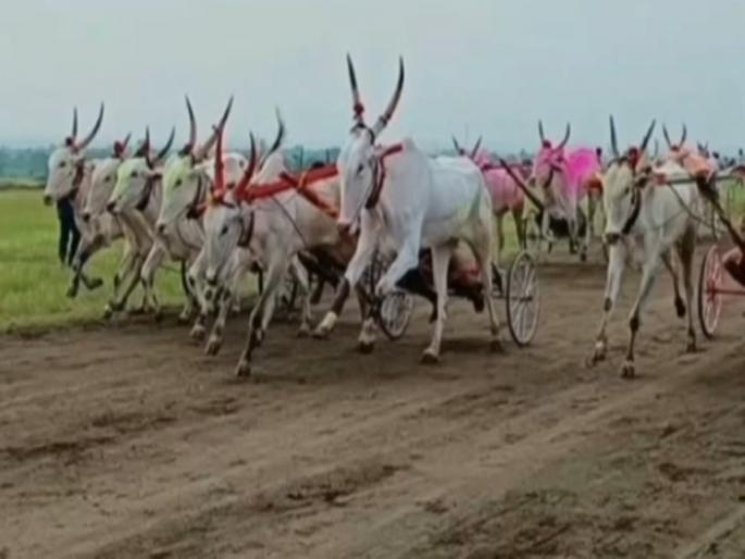 In the race fields of Sangli, Khond Bajigar of Kolhapur; Price up to 25 lakhs for bull cart race | शर्यतींच्या मैदानांत सांगली, कोल्हापूरचे खोंड बाजीगर; २५ लाखांपर्यंतचा भाव In the race fields of Sangli, Khond Bajigar of Kolhapur; Price up to 25 lakhs for bull cart race | शर्यतींच्या मैदानांत सांगली, कोल्हापूरचे खोंड बाजीगर; २५ लाखांपर्यंतचा भाव