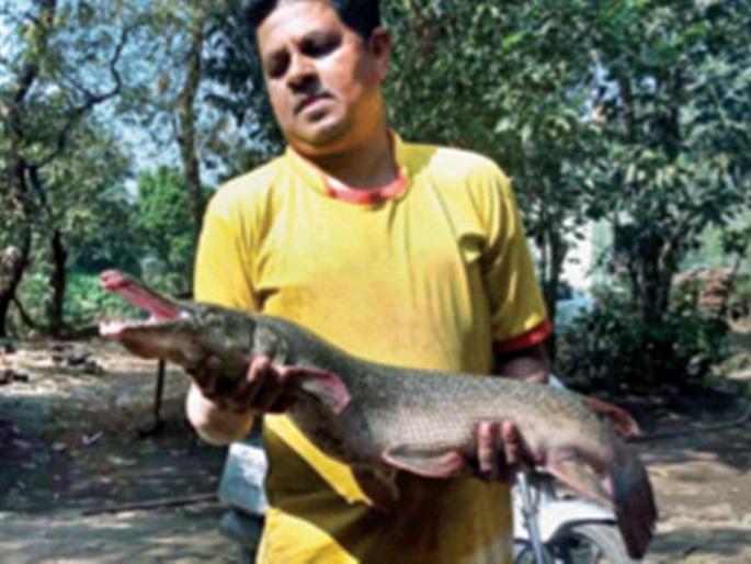 Alligator found in Desai Bay | देसाई खाडीत आढळला ॲलीगेटर Alligator found in Desai Bay | देसाई खाडीत आढळला ॲलीगेटर