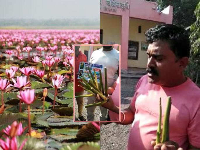 Video: Water leaf seller chased away as lotus stalks, fraud avoided due to alertness of youth in kolhapur | Video: कमळाचे देठ म्हणून घातक जलपर्णीची होतेय विक्री; सतर्कतेमुळे फसवणूक टळली Video: Water leaf seller chased away as lotus stalks, fraud avoided due to alertness of youth in kolhapur | Video: कमळाचे देठ म्हणून घातक जलपर्णीची होतेय विक्री; सतर्कतेमुळे फसवणूक टळली